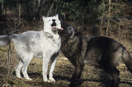 Your Black and White Wolves both have Consequences